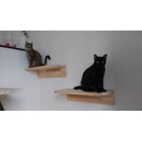 愛猫のためのキャットウォーク