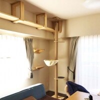 ニャンとも幸せなキャットウォーク