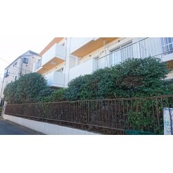 マンションの植栽が伸びていたので短めに剪定致しました。