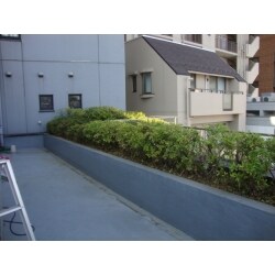 バルコニーの植栽を剪定致しました。