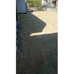 敷き詰めたばかりなので緑が多くないですが根がつきだすと緑一色になります。
