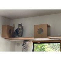 インテリアになるキャットウォーク