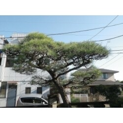 松の木の剪定をさせて頂きました。