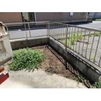 2mの大きな樹木を伐採しました