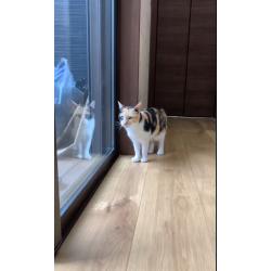 ５匹の保護猫ちゃんと暮らしていらっしゃる飼い主さんから、猫ちゃんが遊べるスペースを広げたいというご依頼を頂きました。元々６帖の部屋を猫ちゃん専用にしていましたが、そこから続く廊下とウッドデッキを格子や建具を付けることで、行動範囲を倍以上に広げることができました。廊下は階段や玄関にもつながっているので、大工さんによる格子と明るさを確保するためのガラスの建具を使用、ウッドデッキはアルミ製格子で脱走防止。消臭効果の高い壁材や滑り防止の床など採用し、人と猫がもっと幸せに過ごせる、そういった空間になりました。