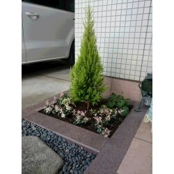 植木を植え替えスッキリ素敵な玄関前になりました。