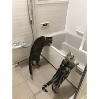 愛猫も嬉しい!リノベーション