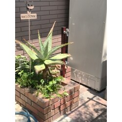 散水栓をおしゃれな立水栓に変えました。
