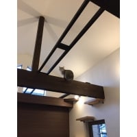 にゃんとオドロキ!ソラ駆けるキャットウォーク