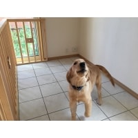 【藤沢市】愛犬 ペットのためのリフォーム