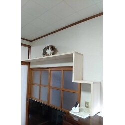 愛猫の運動不足を解消させたいと造作した、よく上る家具と鴨居を利用したキャットウォーク