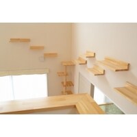 ねこちゃんと生活する新たな暮らし