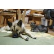【床暖房】
床暖房を設置したリビングでは、愛犬ココちゃんと愛猫クーちゃんが仲良くゴロン。「床暖房は想像以上に快適です。とても暖かくなりました！」とY様も大満足。
