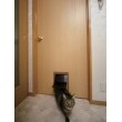 特に自由に動き回りたいネコちゃんにはうれしいくぐり戸付きのドアを採用しました。
ロックもできるので来客の時など、プライバシーを守ることができます。
今回のリフォームでペットも快適に生活できる家になりました。