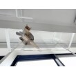 透明のアクリル板なので、猫ちゃんが動く姿を下から眺められ、肉球もみることができます。