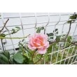 フェンス越しにいろんな種類のバラを植えました。
バラのつるが伸びるとフェンスに絡む予定です。