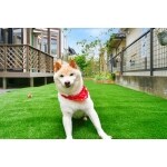 愛犬と楽しめるドッグランのあるお庭