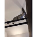リビング天井の立派な梁に渡されたキャットウォーク。行動範囲がぐんと増えて、猫様もご満悦のようです。