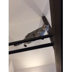 にゃんとオドロキ！ソラ駆けるキャットウォーク