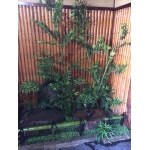 和の風情を取り入れたお庭