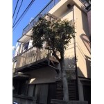 外壁