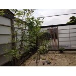 庭・ガーデニング