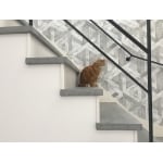 リビング階段～猫さんたちの大好きな場所～