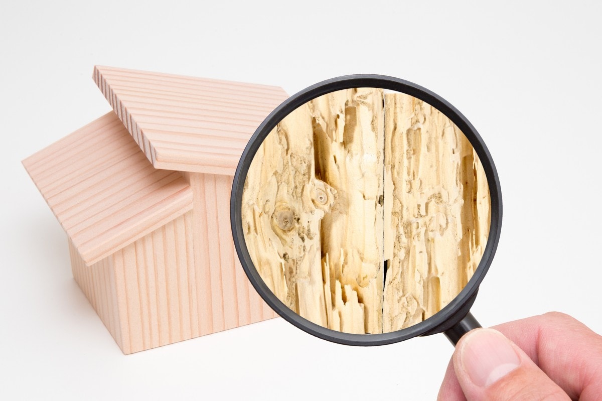 シロアリによる被害イメージ