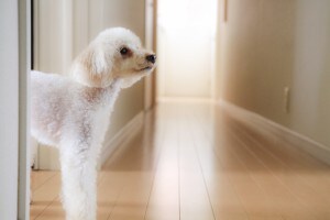 犬のためにアパートをリフォームしたい場合は？