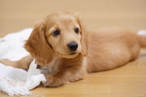 犬を飼うのに適している床材とは？