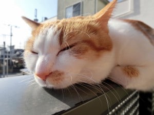 猫共生マンション