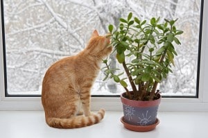 Orange cat sitting in the window