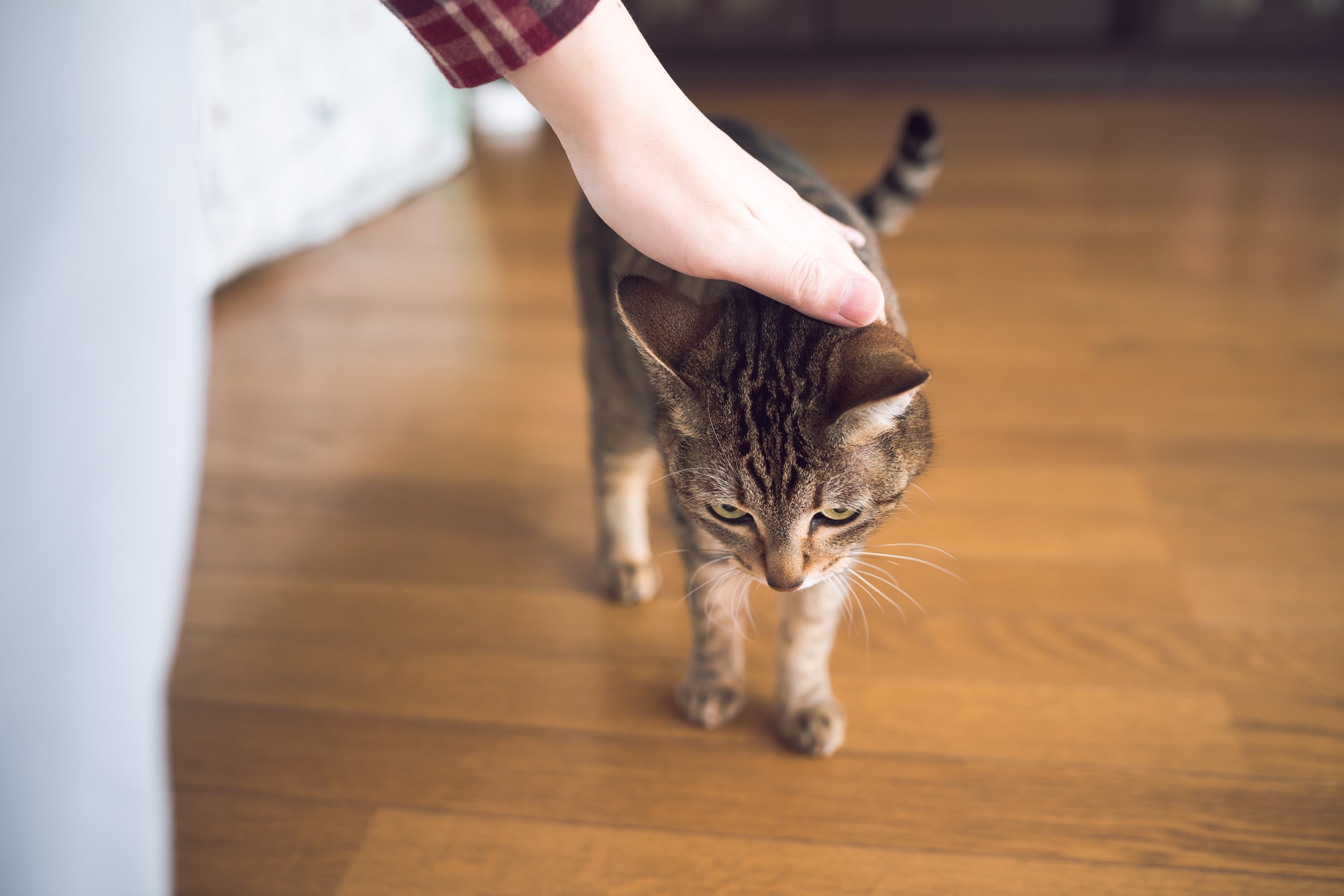 猫と快適に暮らす、リノベーション住宅